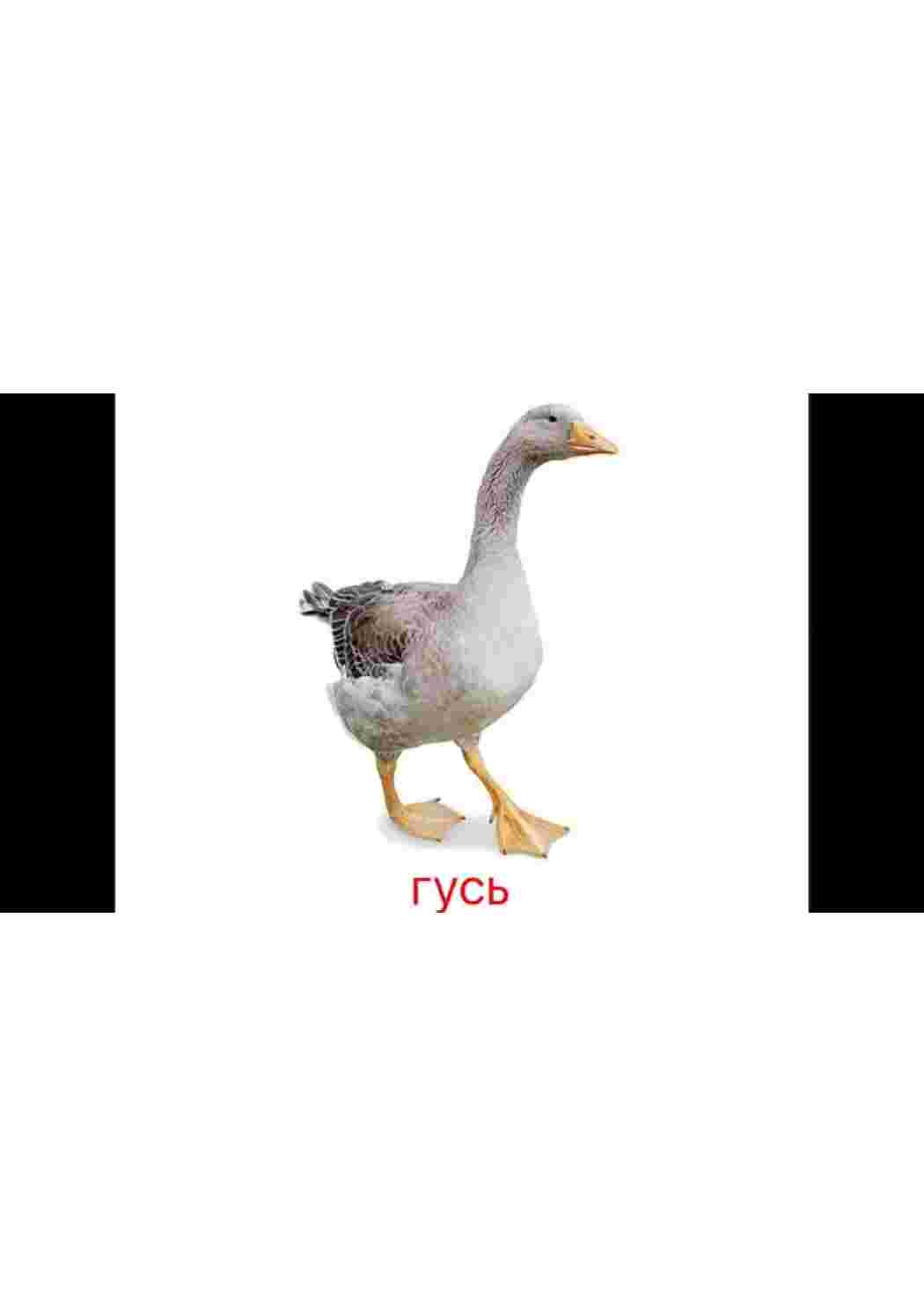 Раскраска карточка диких птиц 