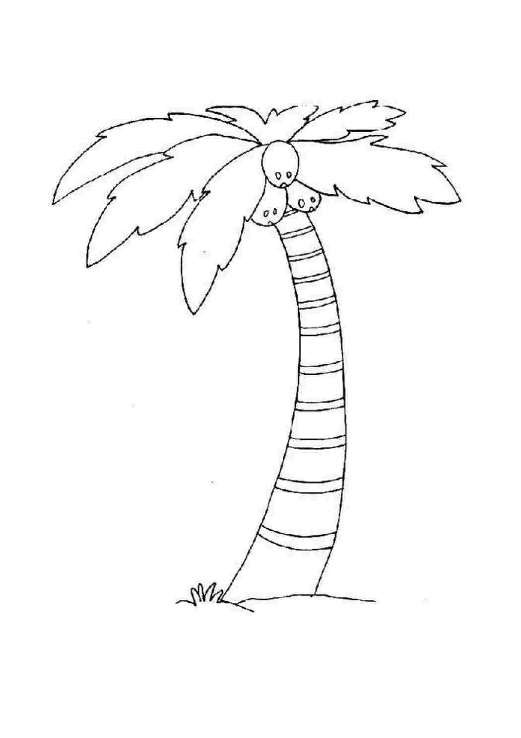 Раскраска Кокосовое дерево