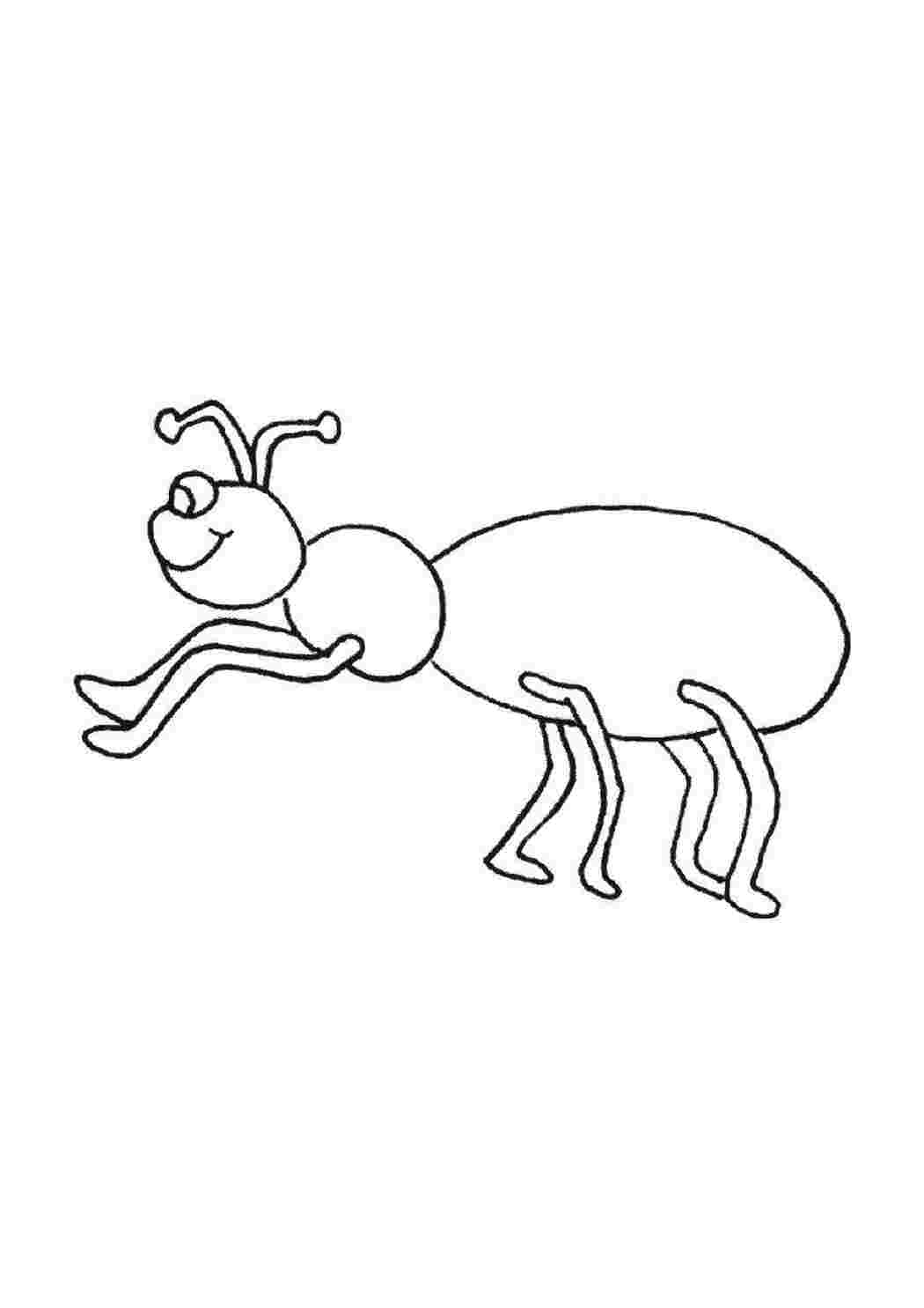 Раскраска Муравей