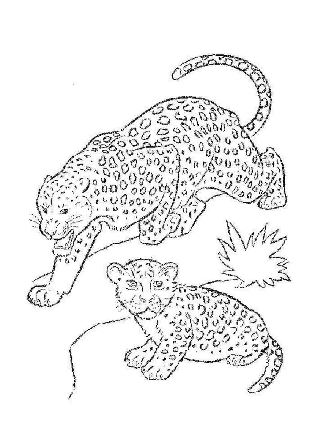 Раскраска Леопарды