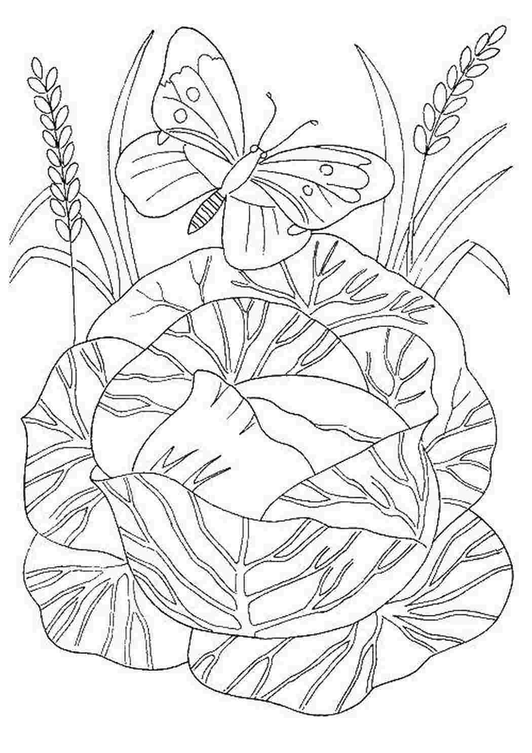 Раскраска Капусточка