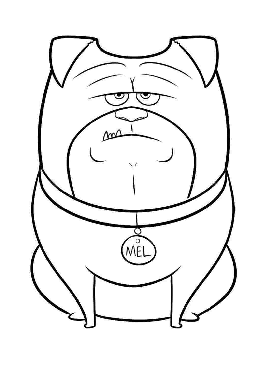 Раскраска Сердитый будьдог