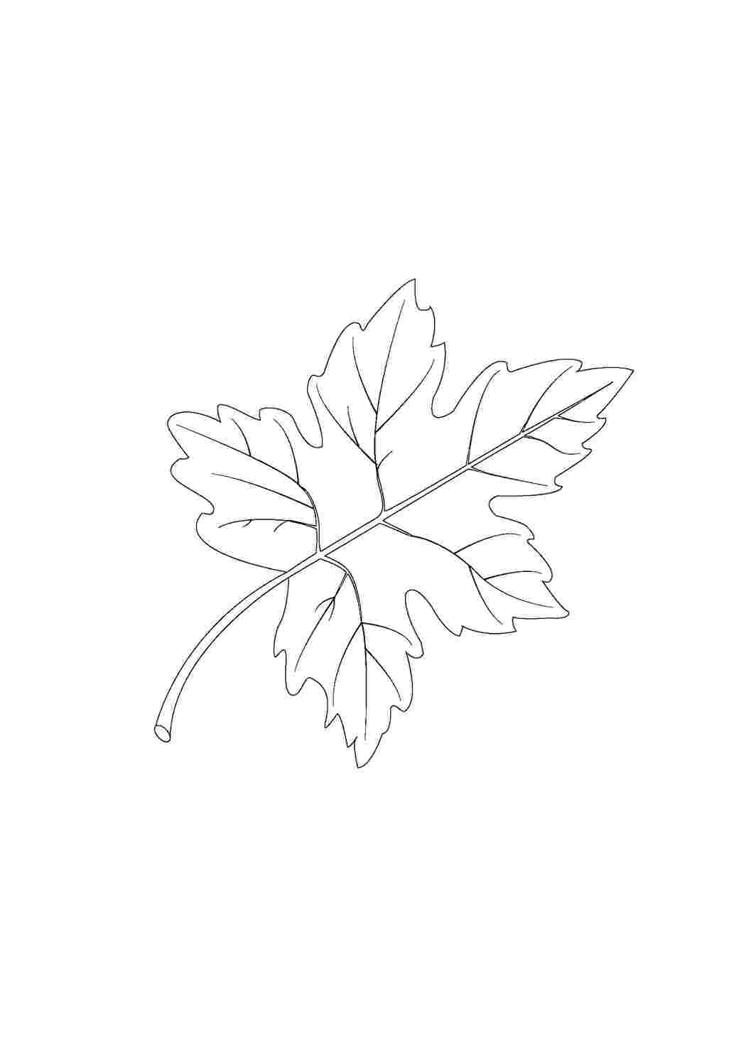 Раскраска лист