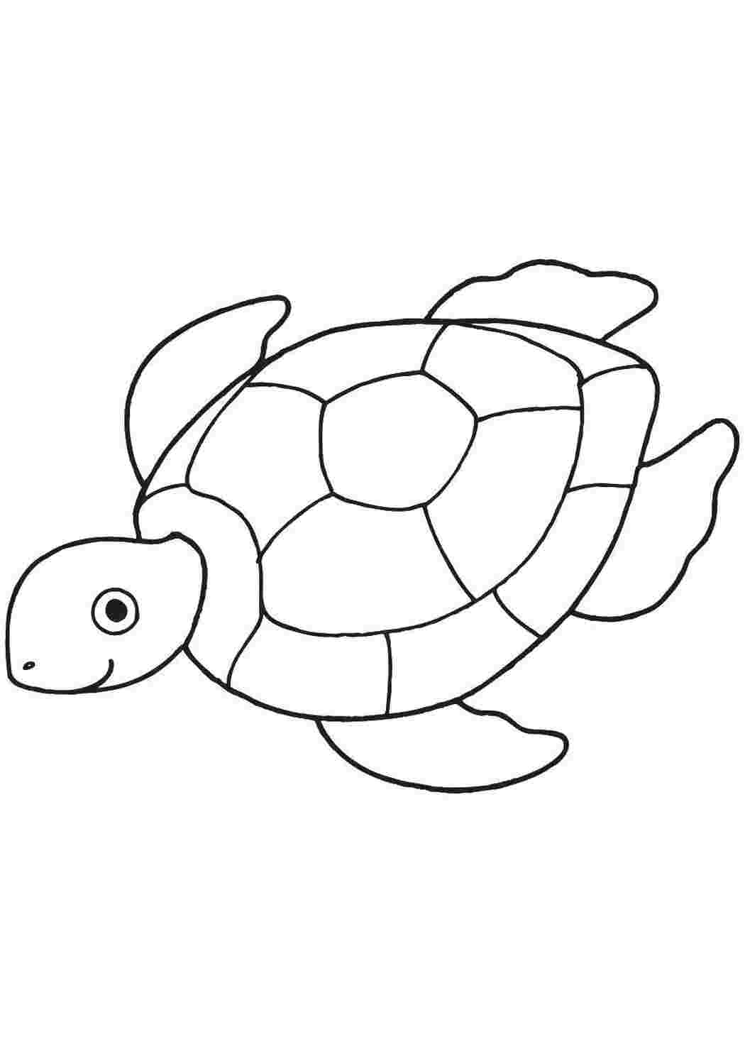 Степная черепаха раскраска