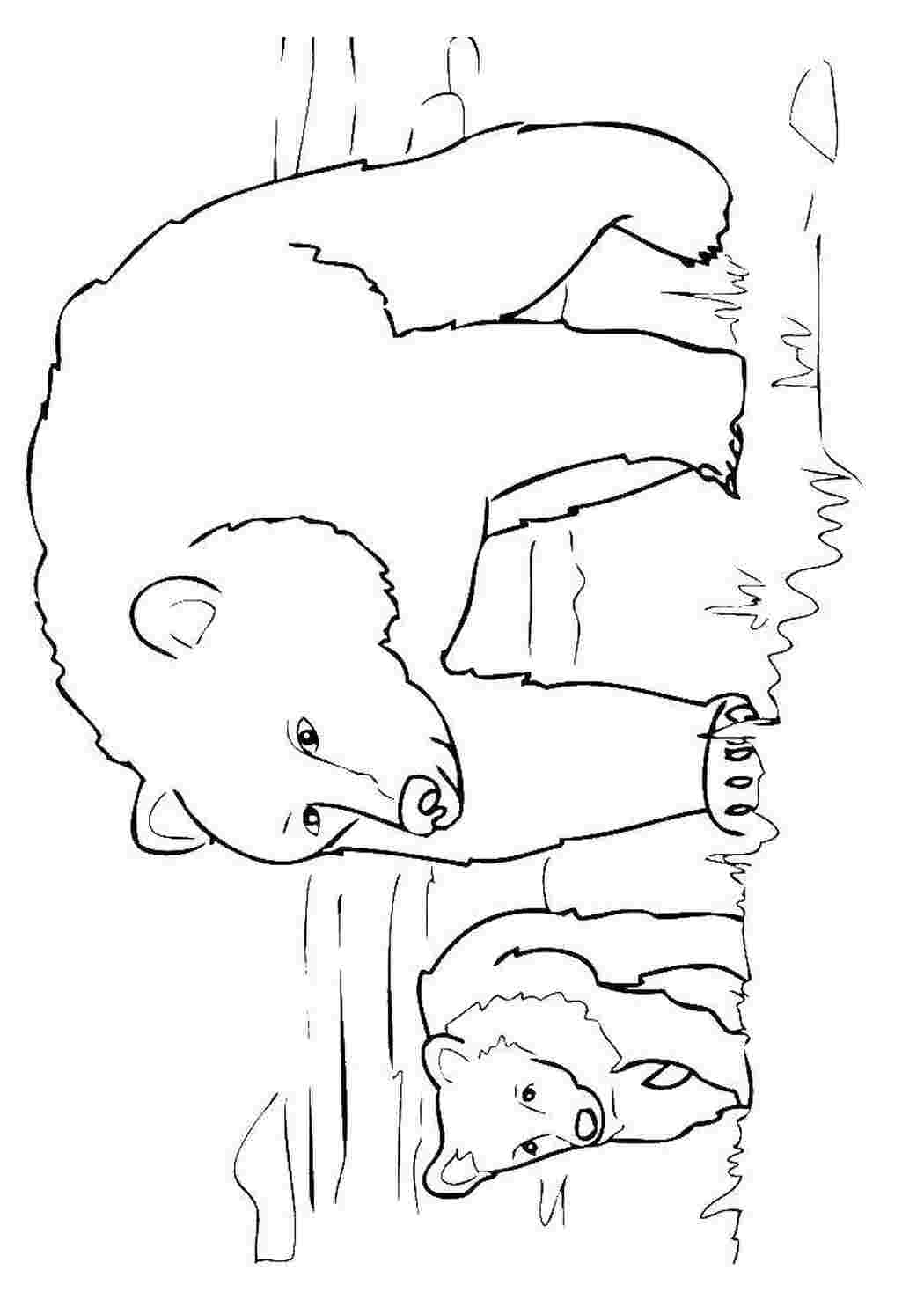 Раскраска Медведица с медвежатами