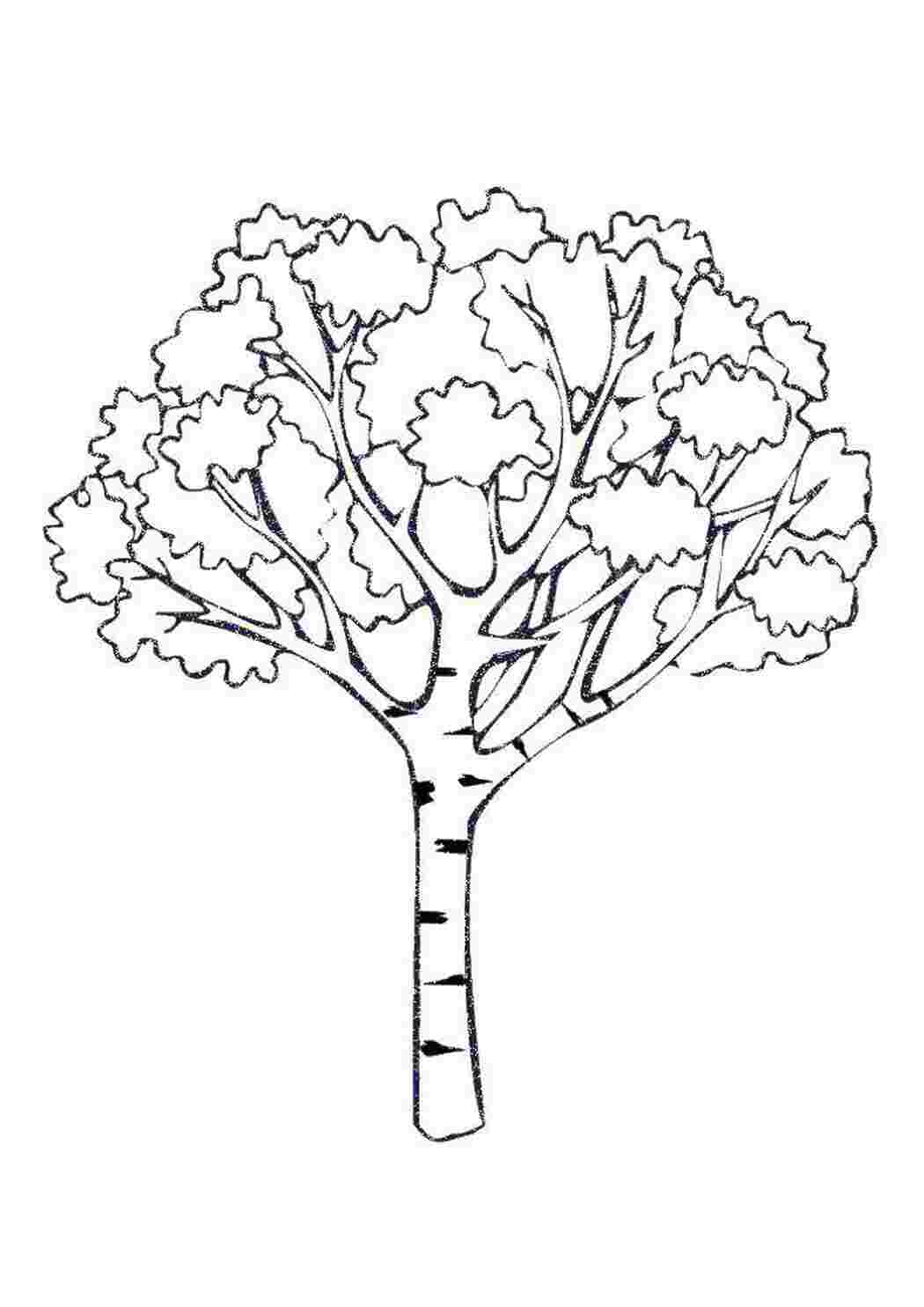 Раскраска Береза