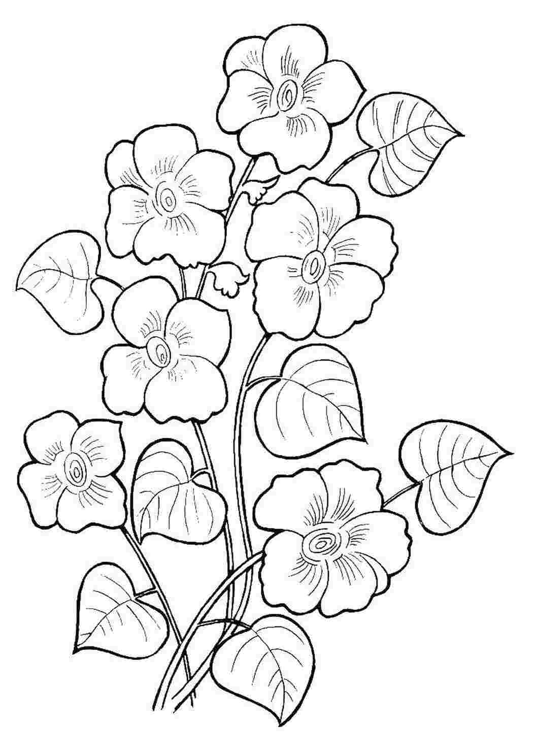 Раскраска Цветы