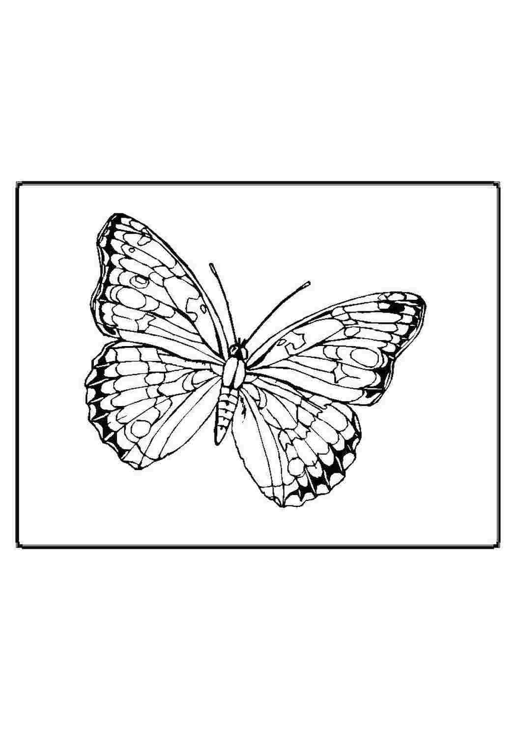 Раскраска Бабочка