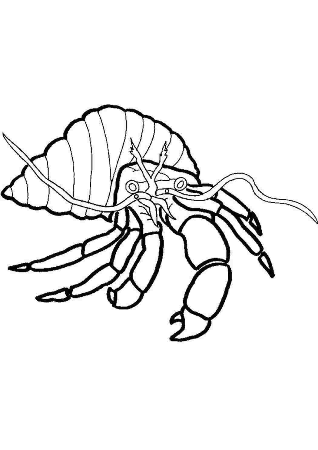 Раскраска краб