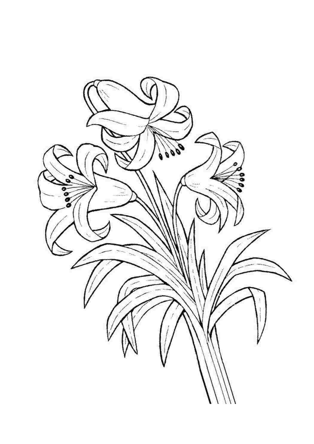 Раскраска Цветы