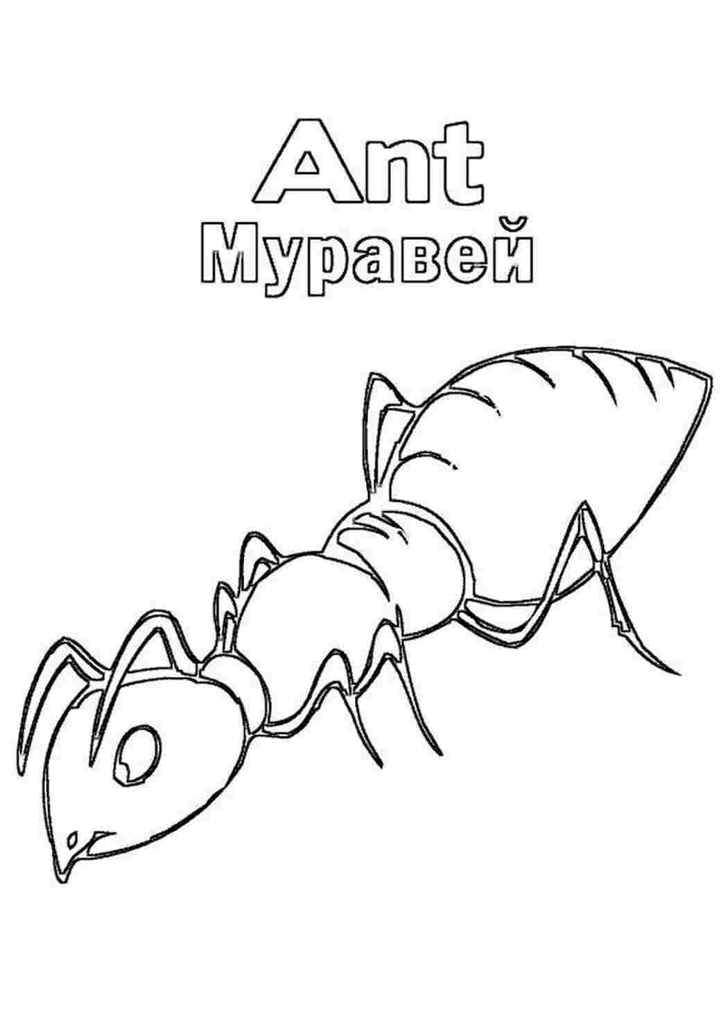 Раскраска муравей