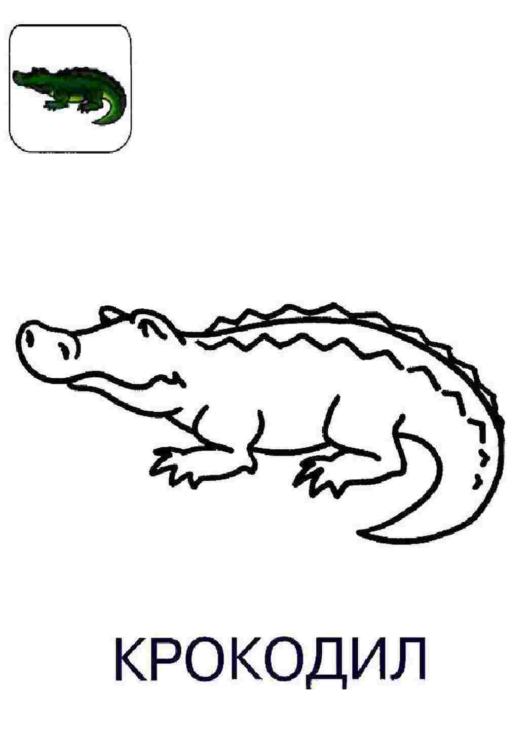 Раскраска Крокодил пова