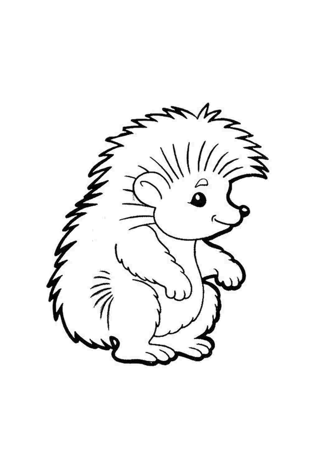 Раскраска миленький ежик