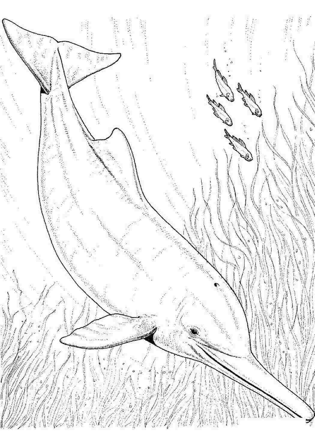 Раскраска Дельфин