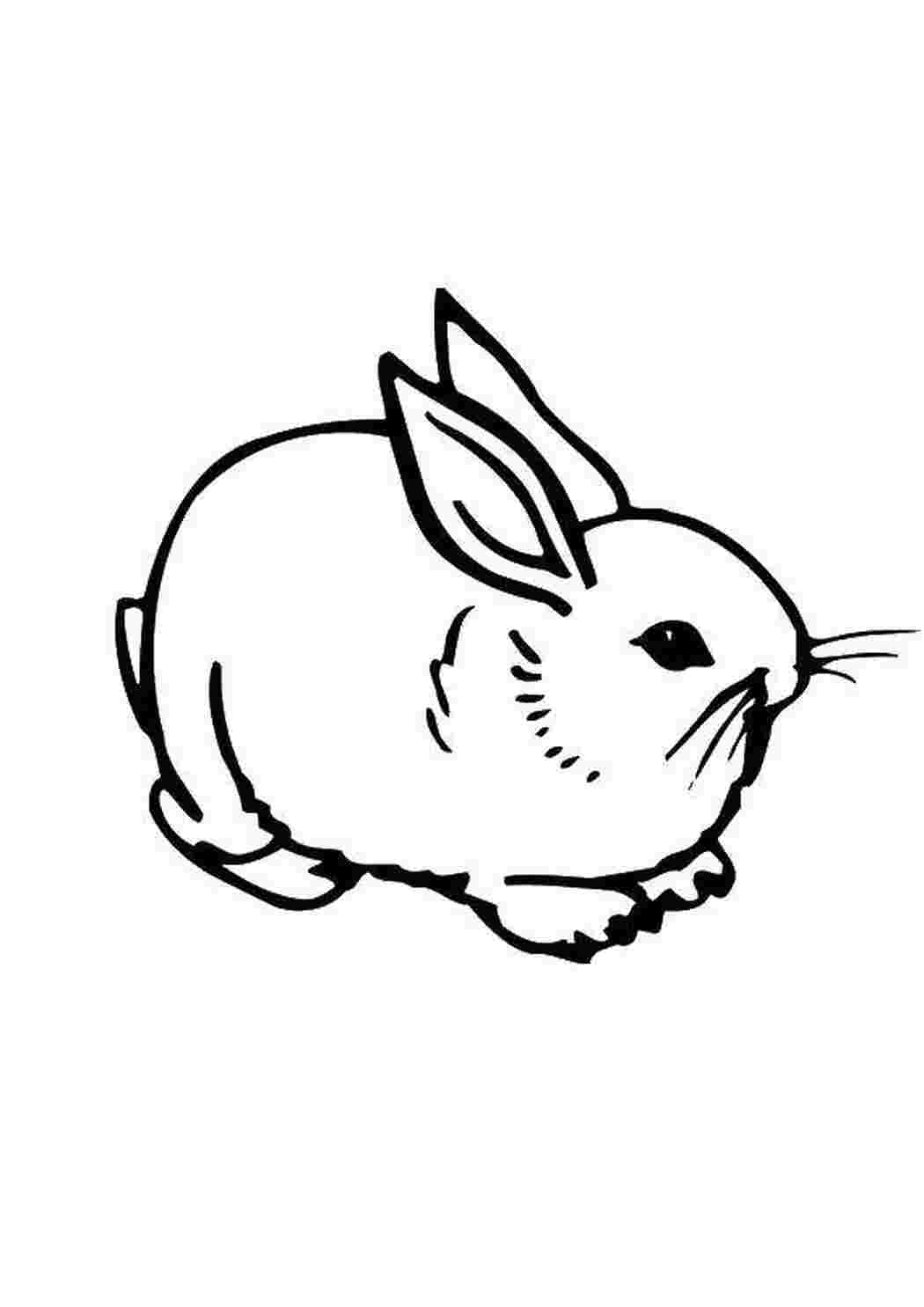 Раскраска Кролик