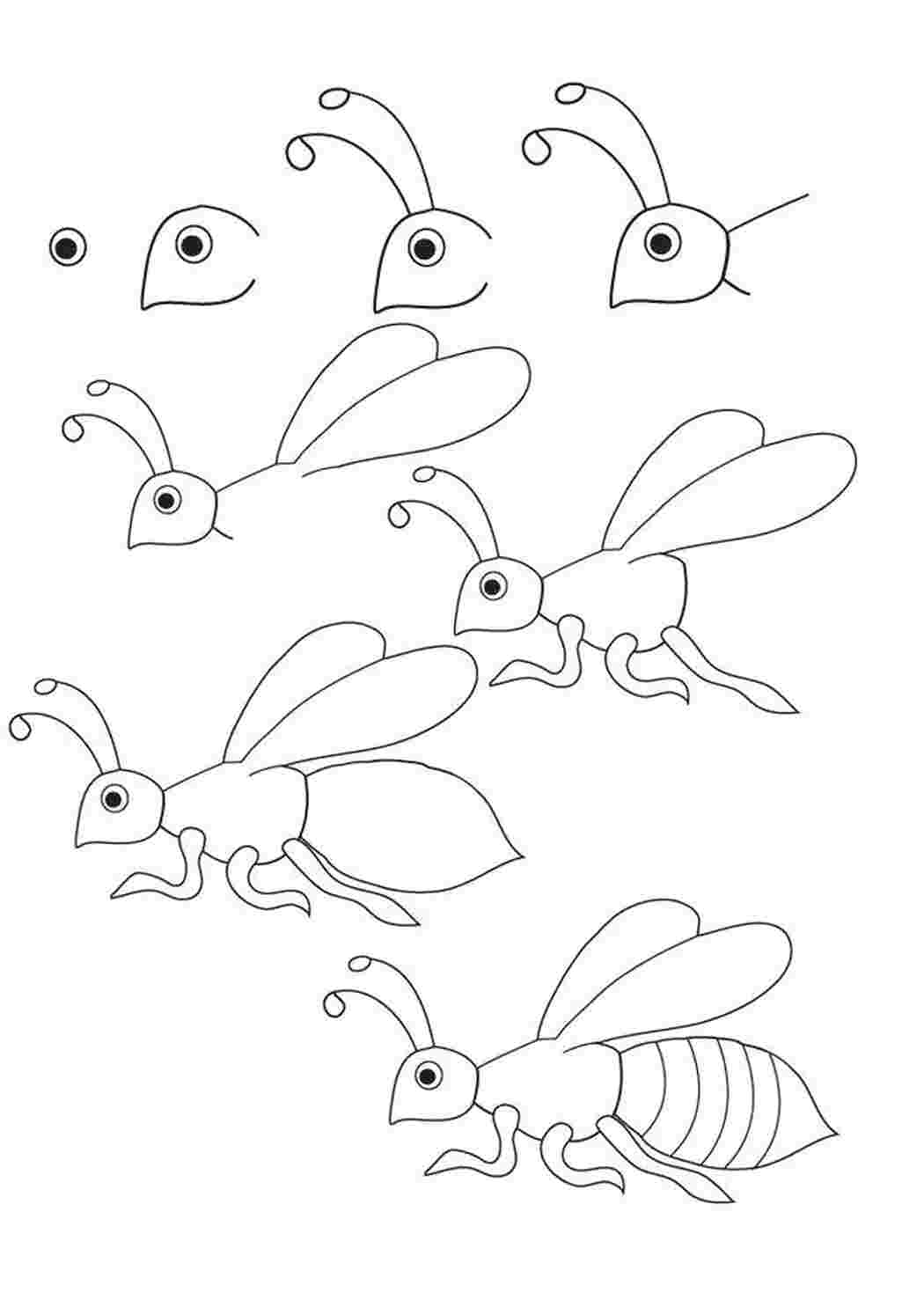 Схематическое изображение насекомых. Рисование насекомые. Поэтапное рисование насекомых. Поэтапное рисование насекомых для детей. Рисование насекомые для дошкольников.