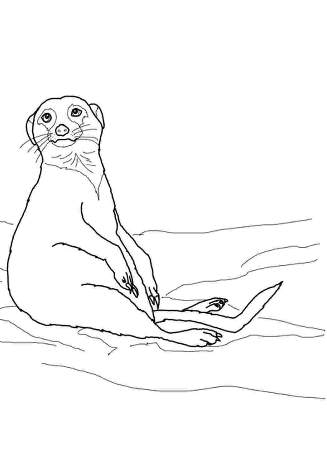 Раскраска Сурикаты стоят на задних лапках