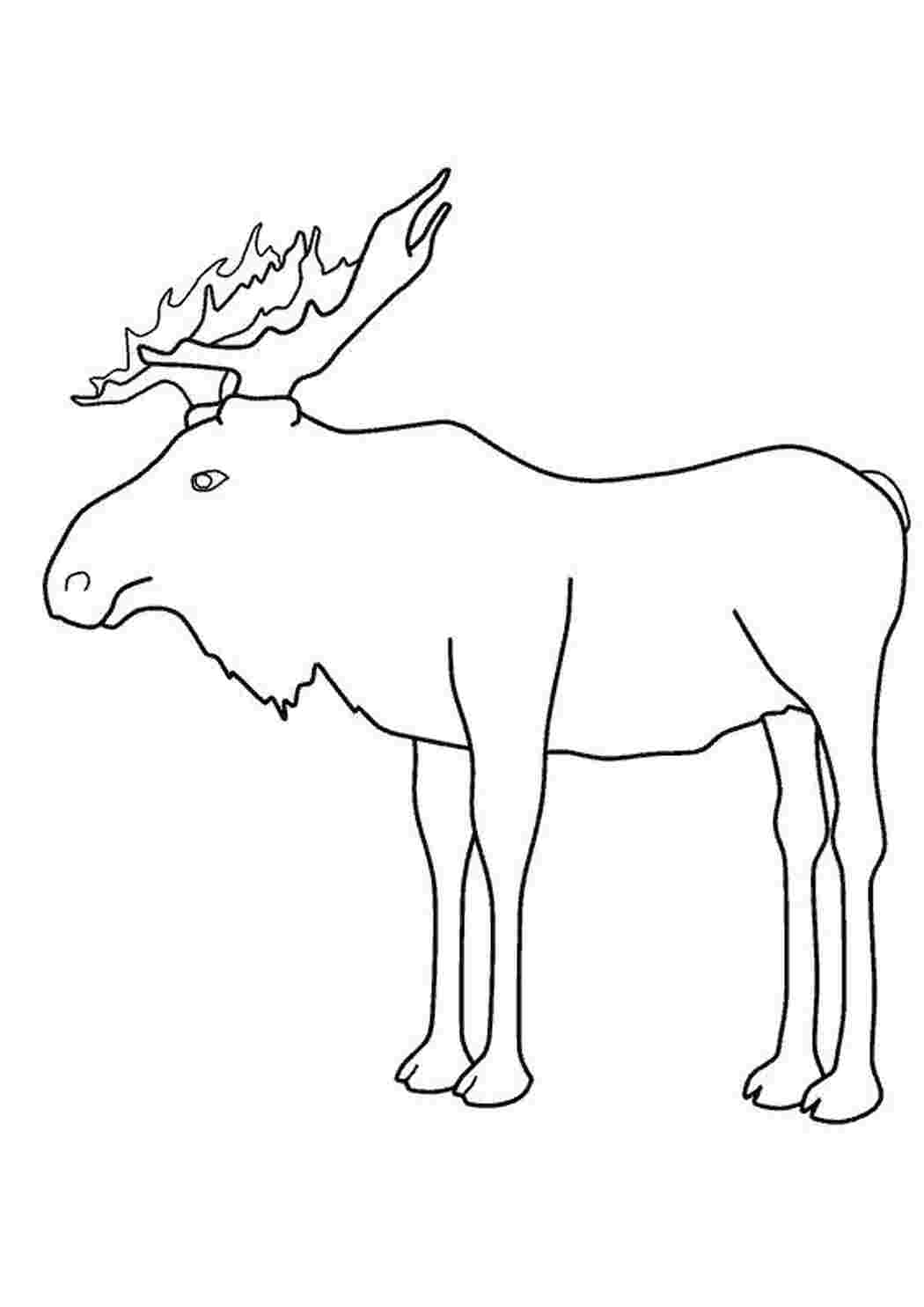 Раскраска лось