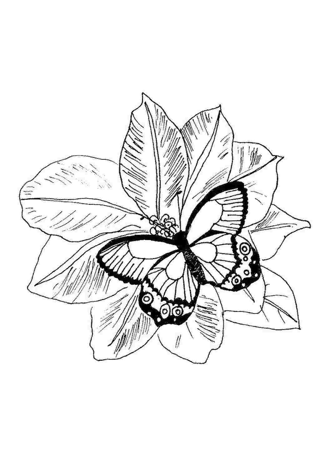 Раскраска Бабочка на листьях