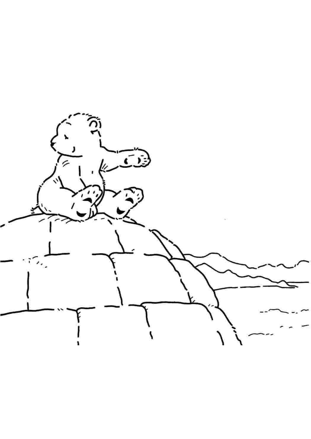 Раскраска полярный медведь умка.