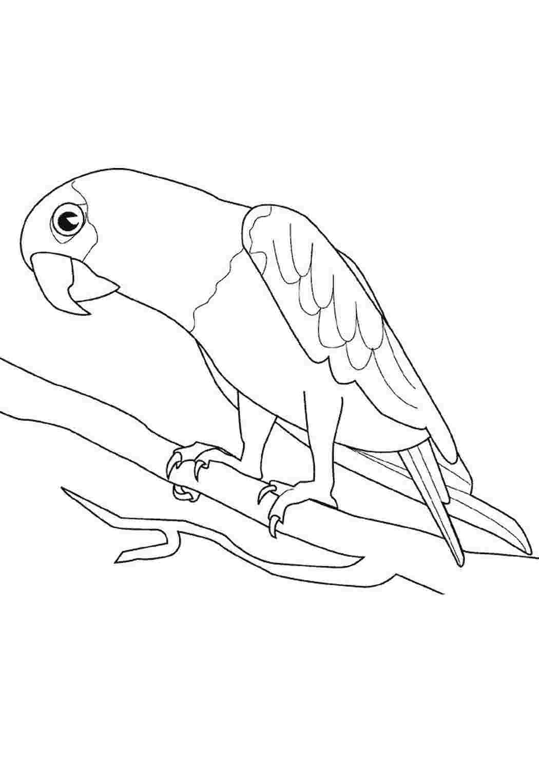 Раскраска Попугай на веточке
