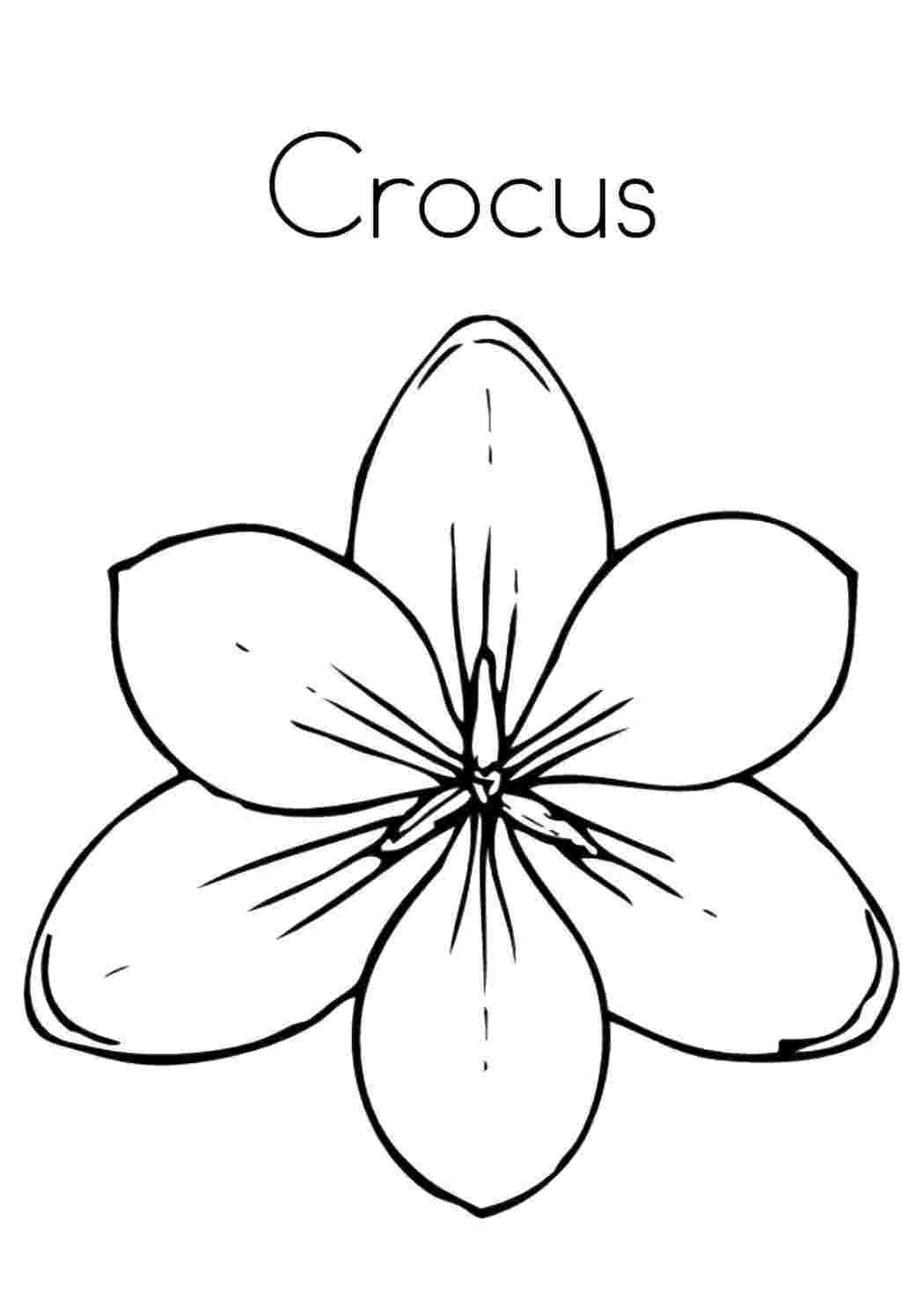 Раскраска Цветы