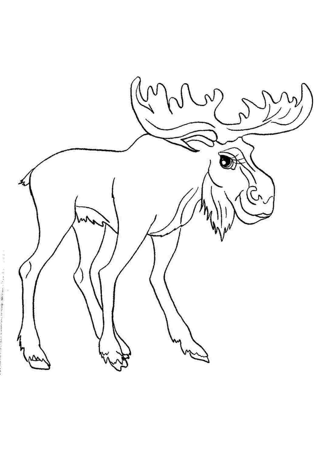 Раскраска Раскраски Лося