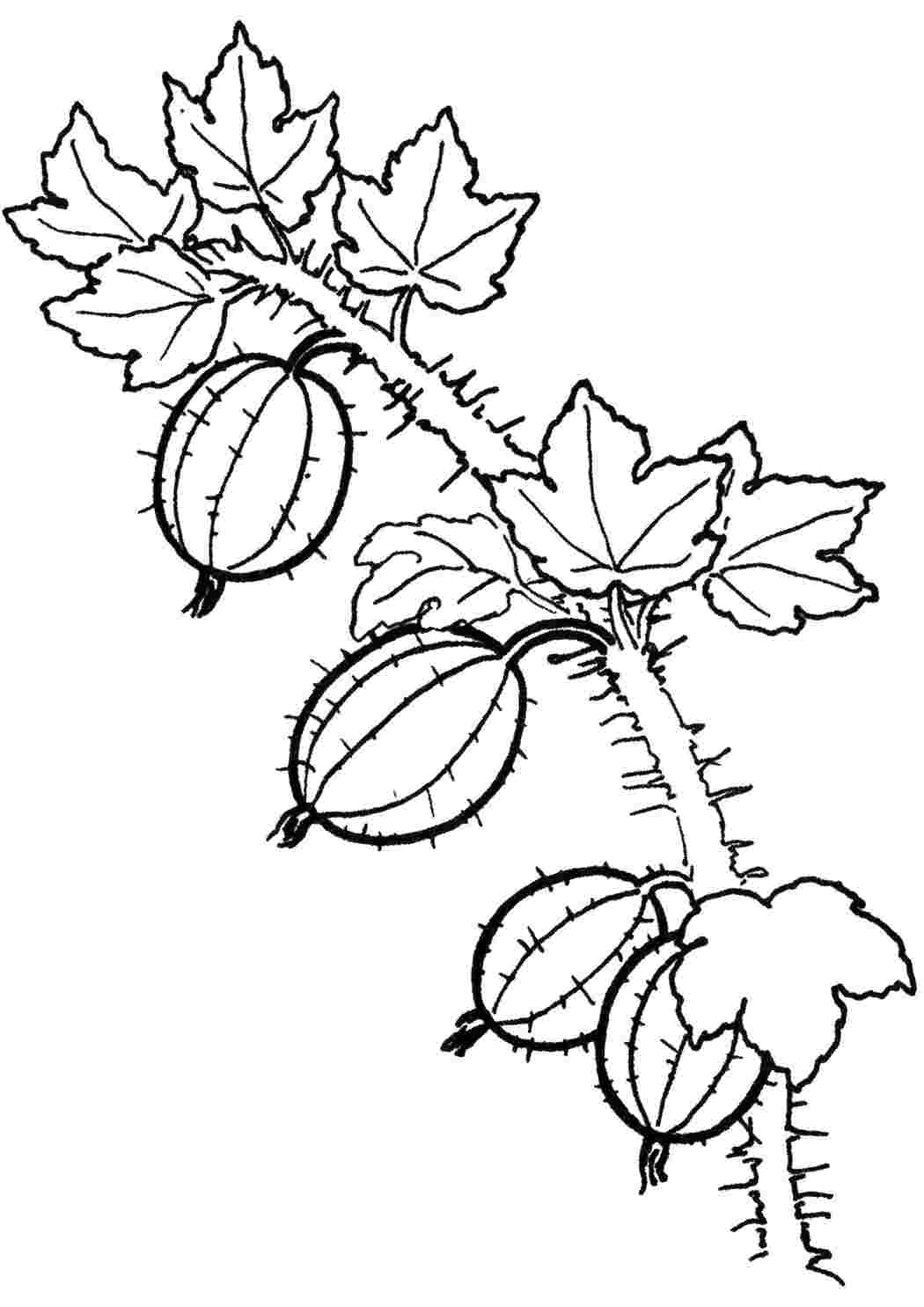 Раскраска Ягодки