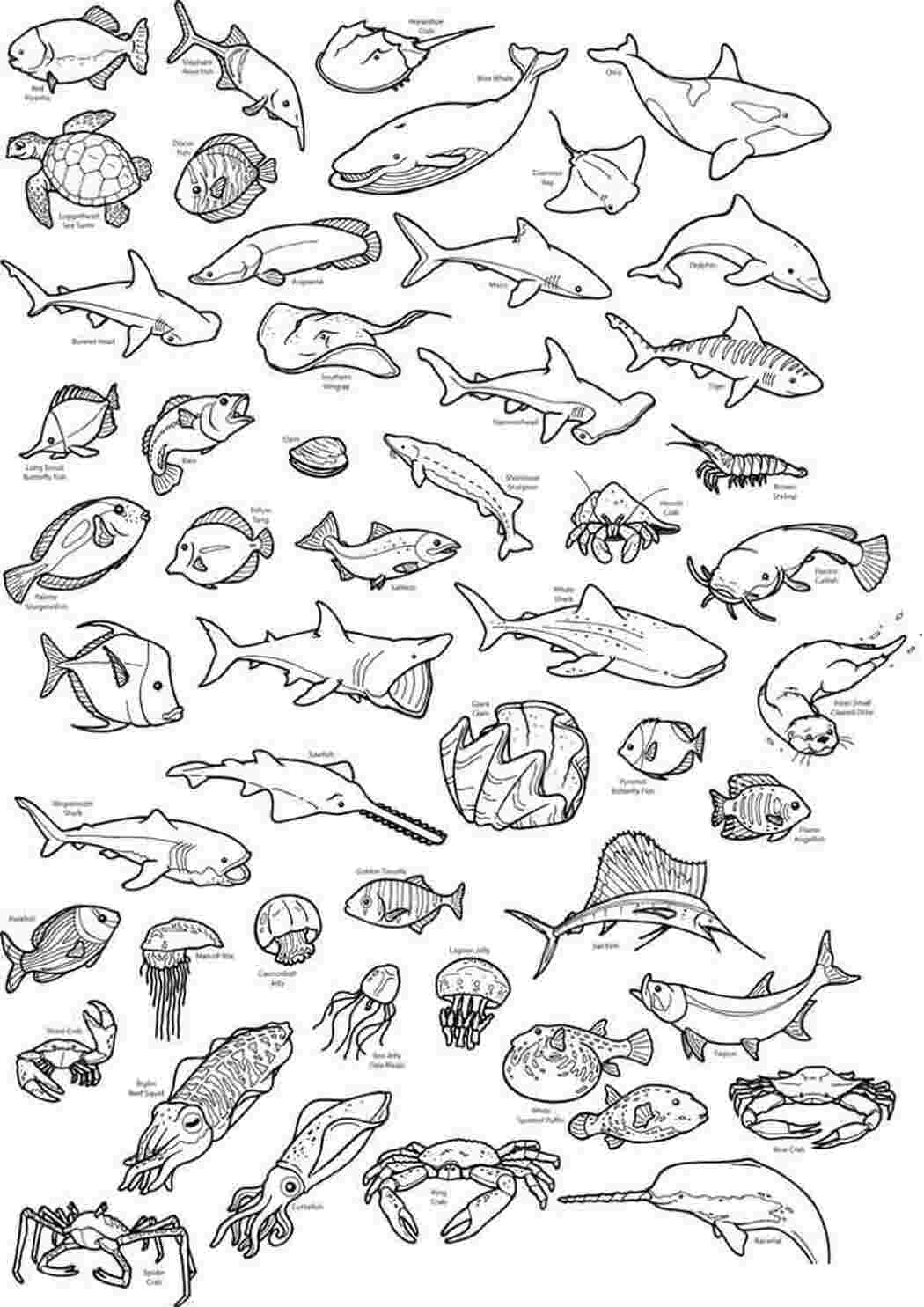 Раскраска Скачать или распечатать раскраску распечатать скачать