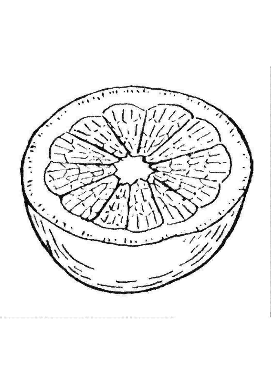 Рисунок в разрезе. Апельсин раскраска. Грейпфрут раскраска. Грейпфрут раскраска для детей. Апельсин раскраска для детей.