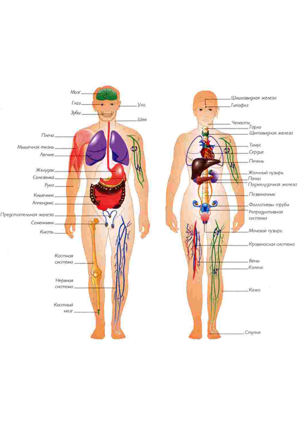 Внутреннее строение женщины органы фото с надписями. Расположение органов человека схема женщина. Строение внутренних органов женщины. Внутренние органы женщины схема расположения. Стоииение организма женщины.