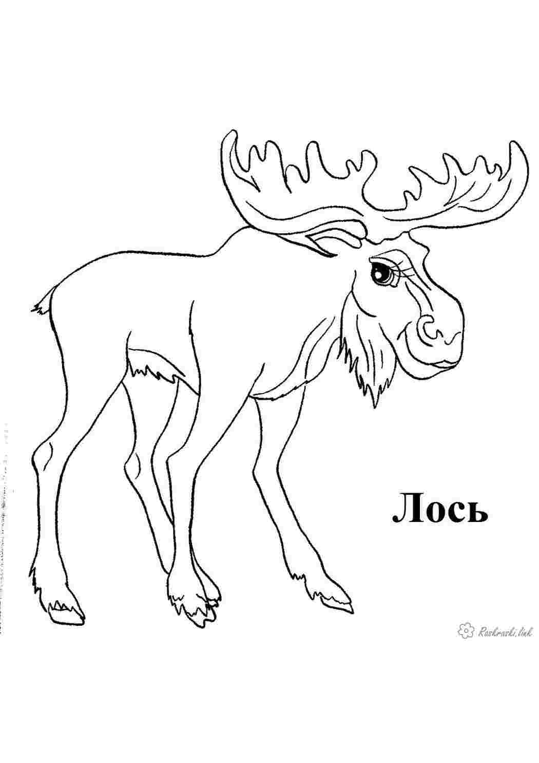 Лось животного для детей