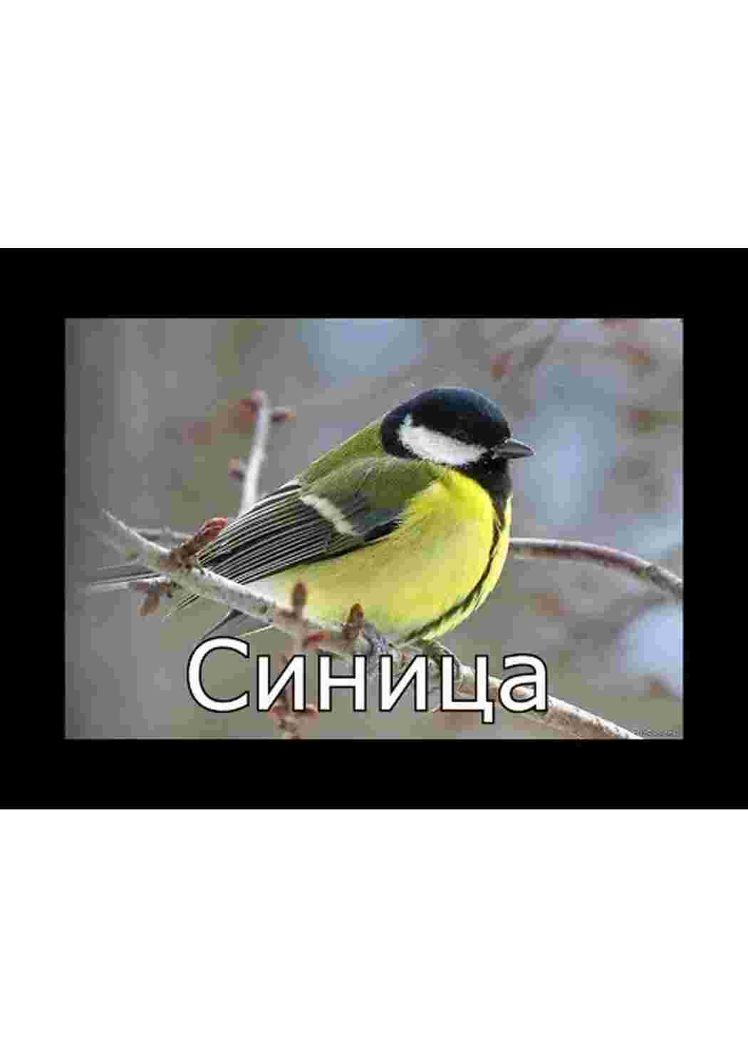 Раскраска карточка диких птиц 