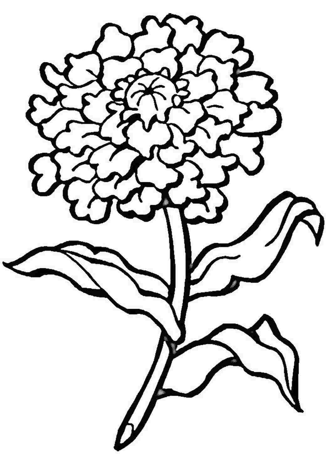 Раскраска Георгин