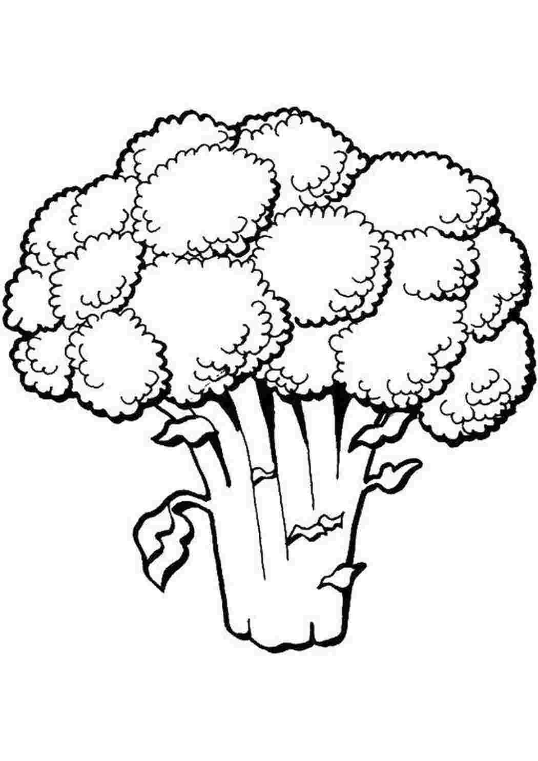 Раскраска Цветная капуста.