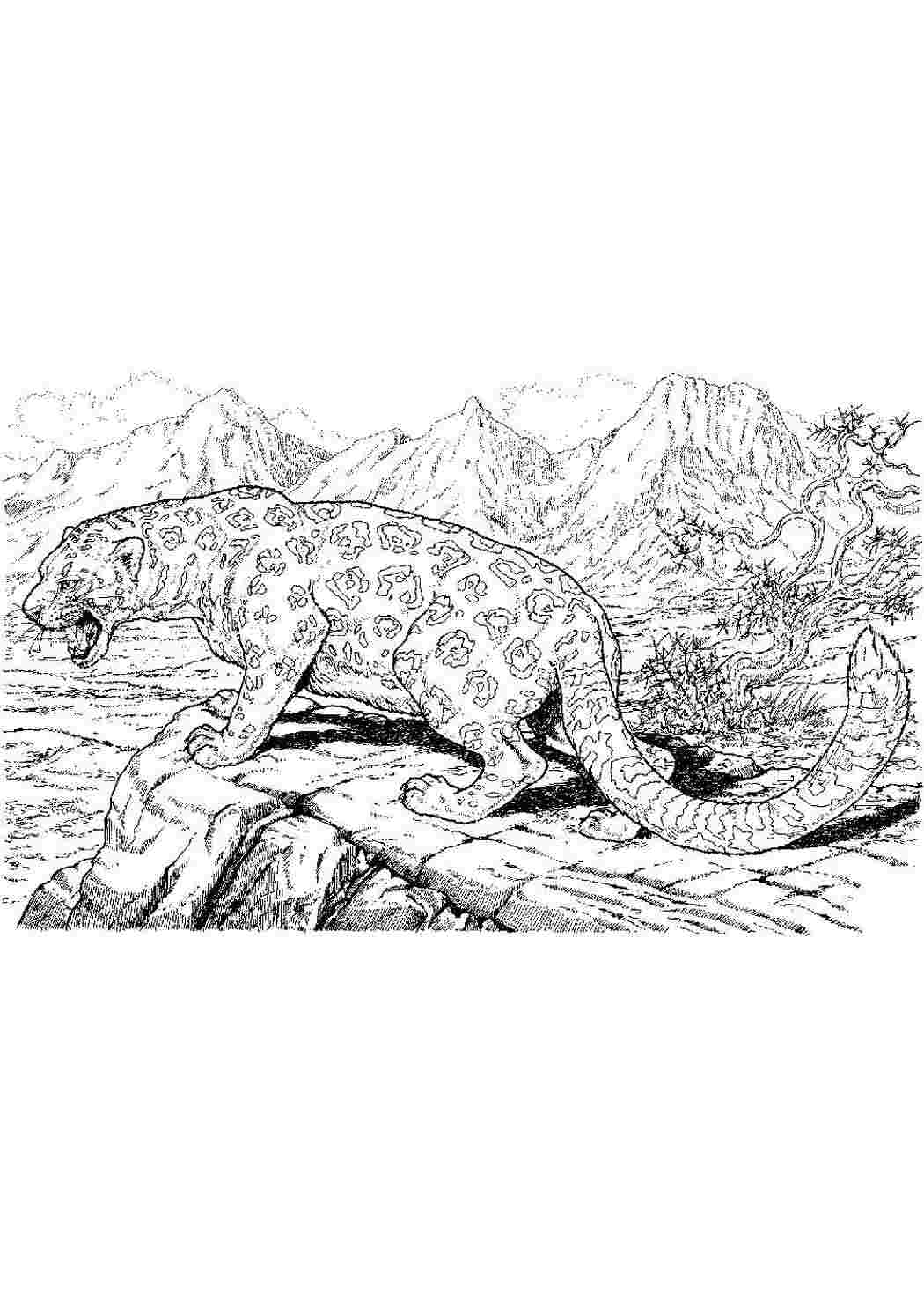 Раскраска Леопард