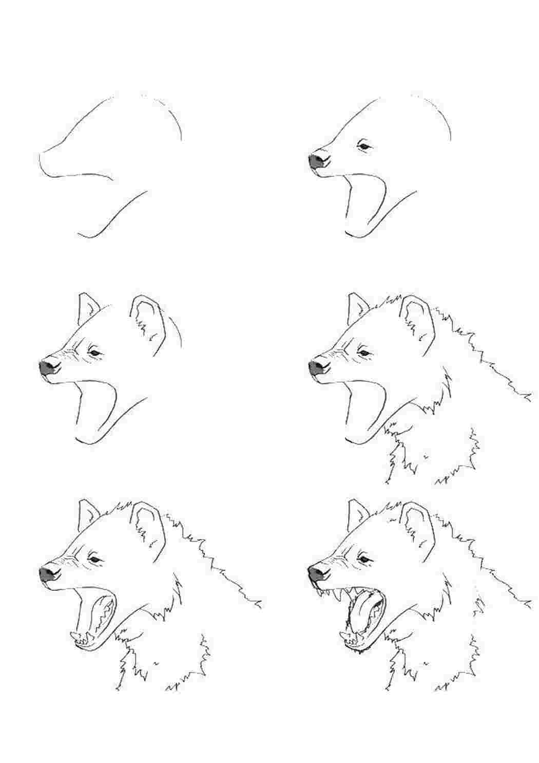 Рисовать волка с деталями например 1 детали 2 3 4 легкого фото