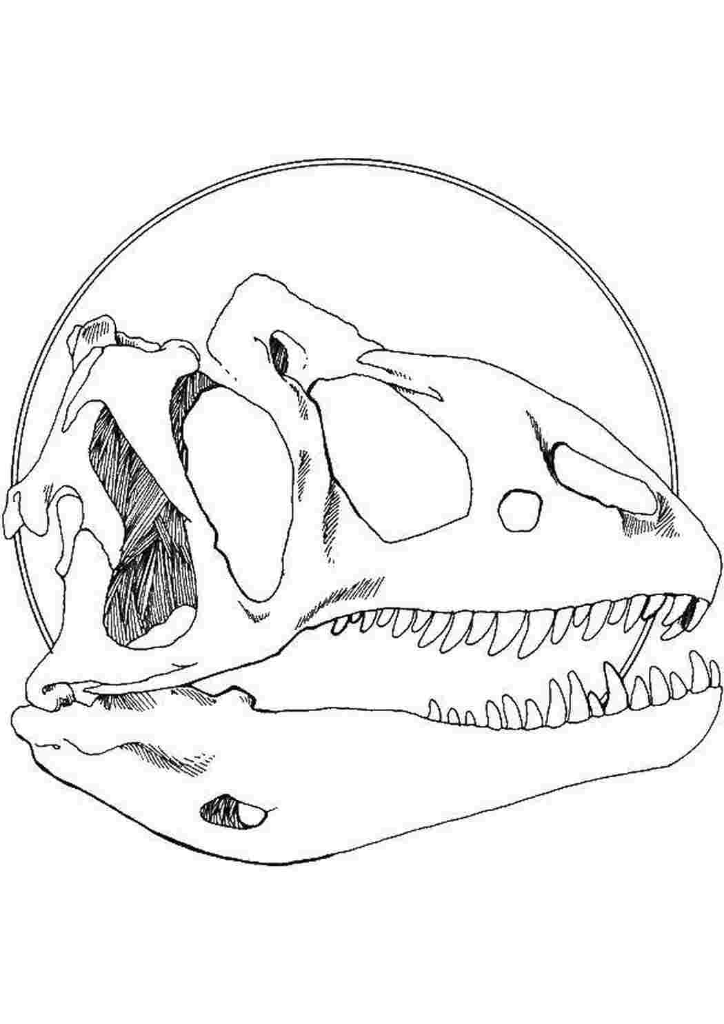 Череп динозавра