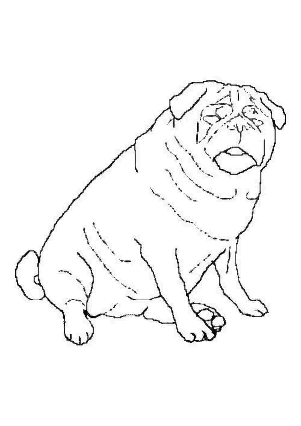 Толстая собака раскраска