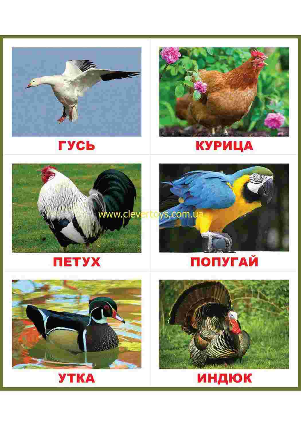 Раскраска карточка диких птиц 