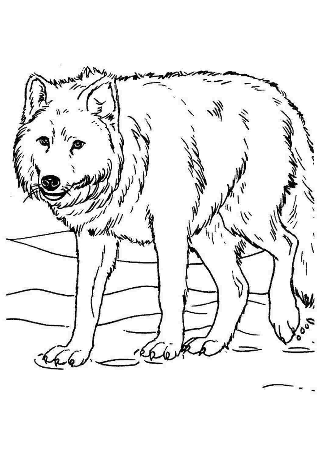 Раскраска Волк