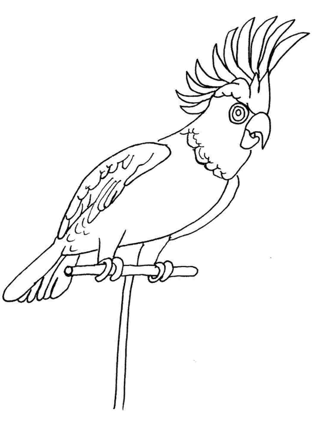 Раскраска Говорливый попугай