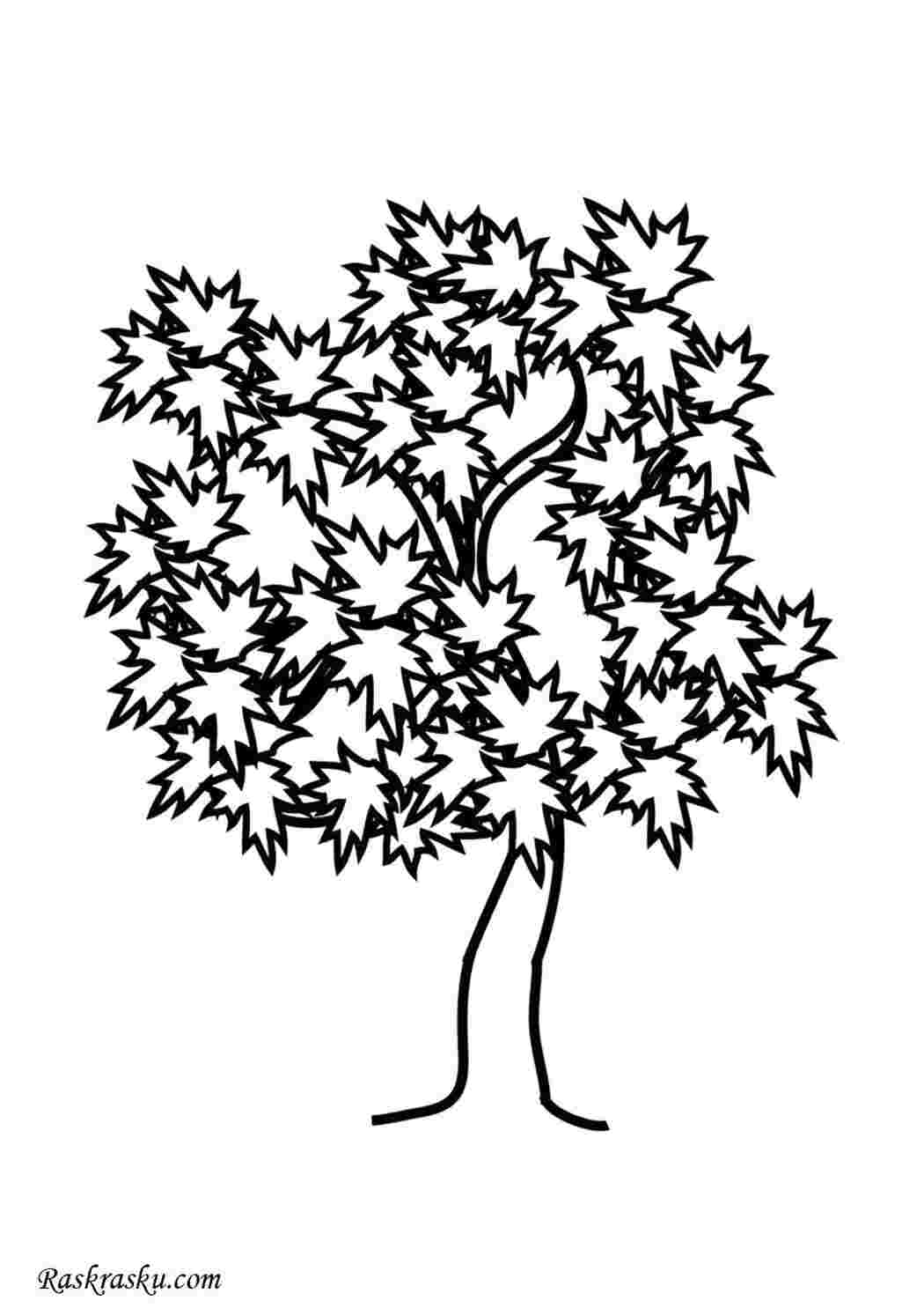 Раскраска Клён