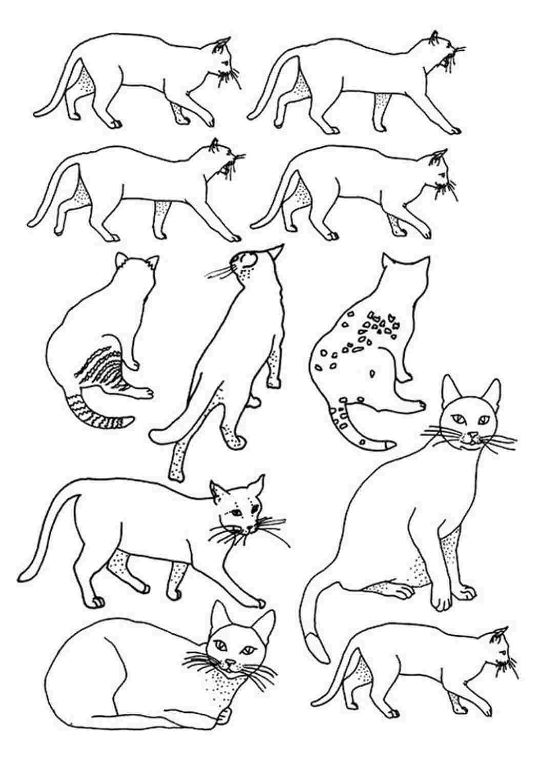 Раскраска разные породы кошек