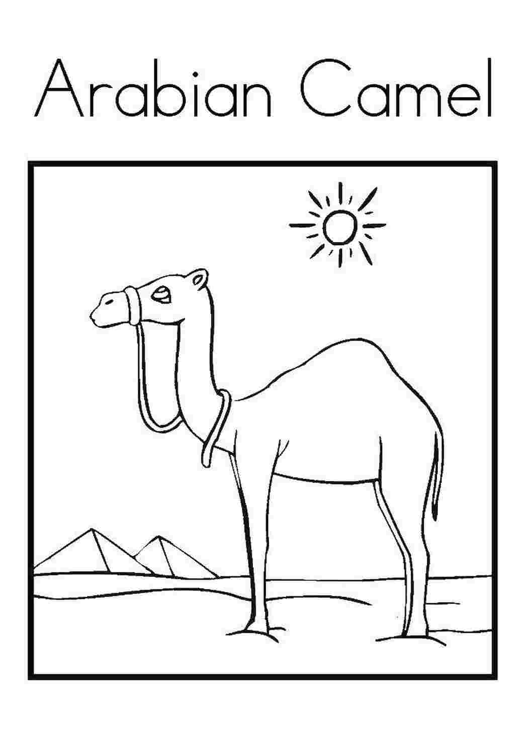 Раскраска верблюд в пустыни