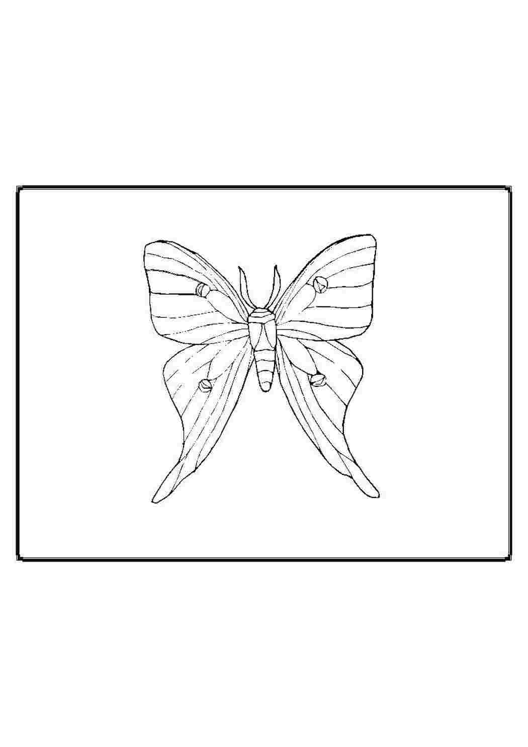 Раскраска Бабочка