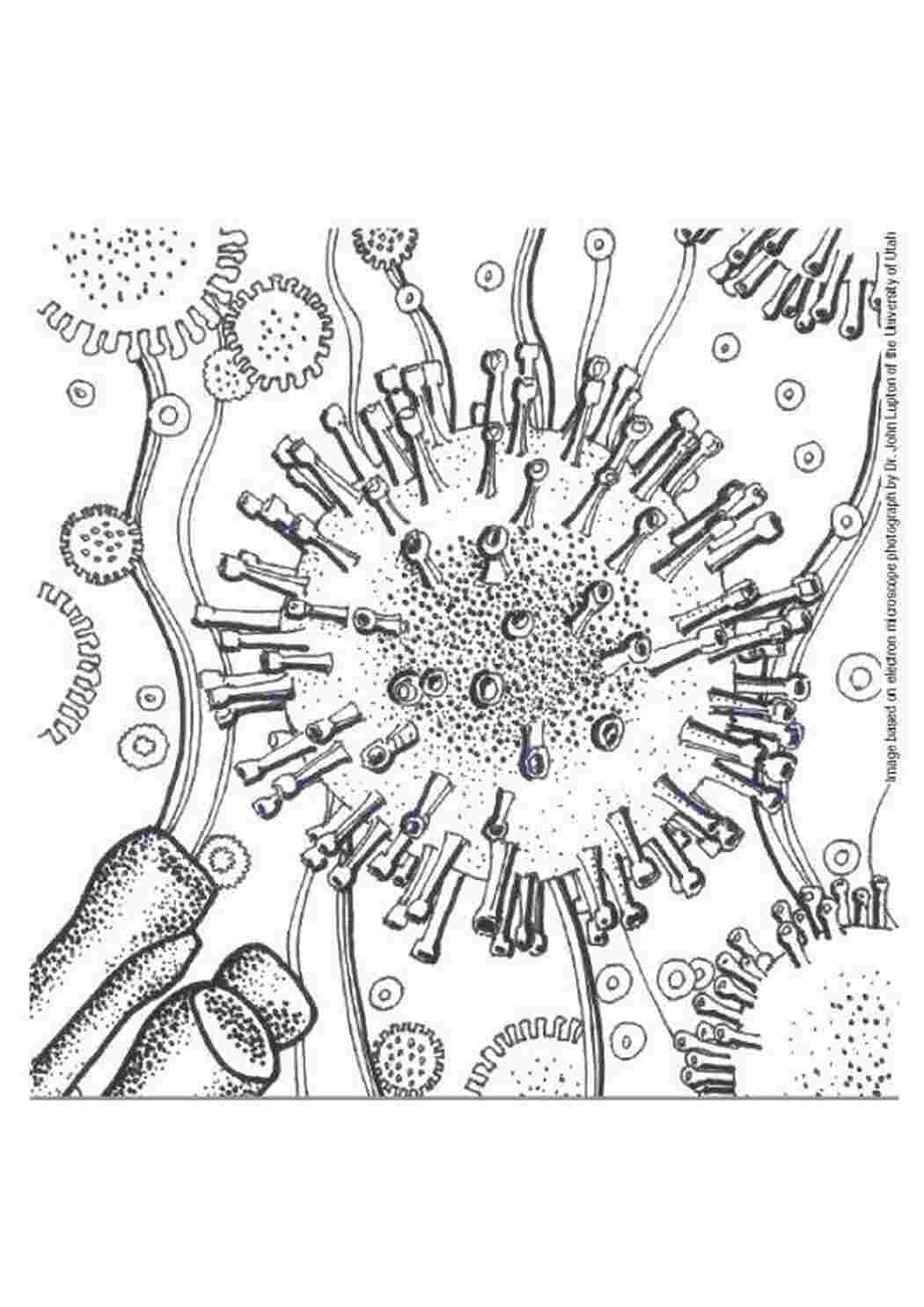 Раскраска Микробактерии
