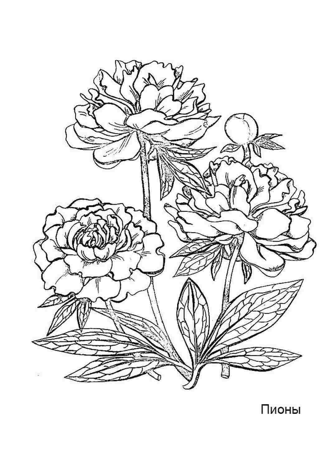 Раскраска Пышные пионы