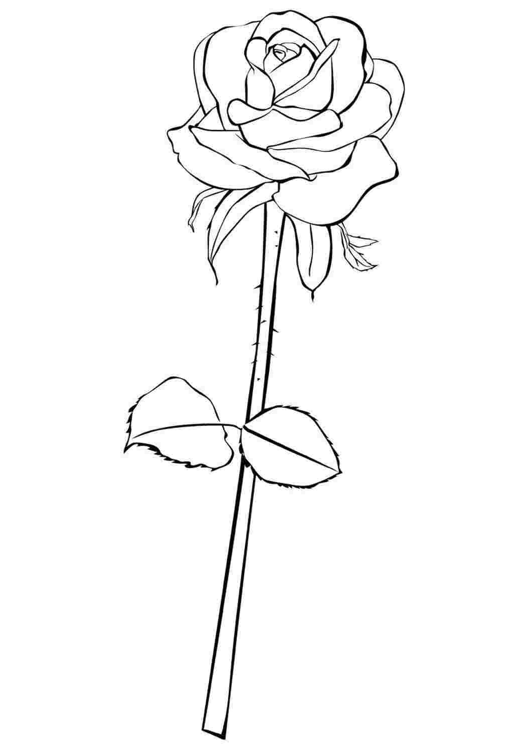 Раскраска Королевская роза
