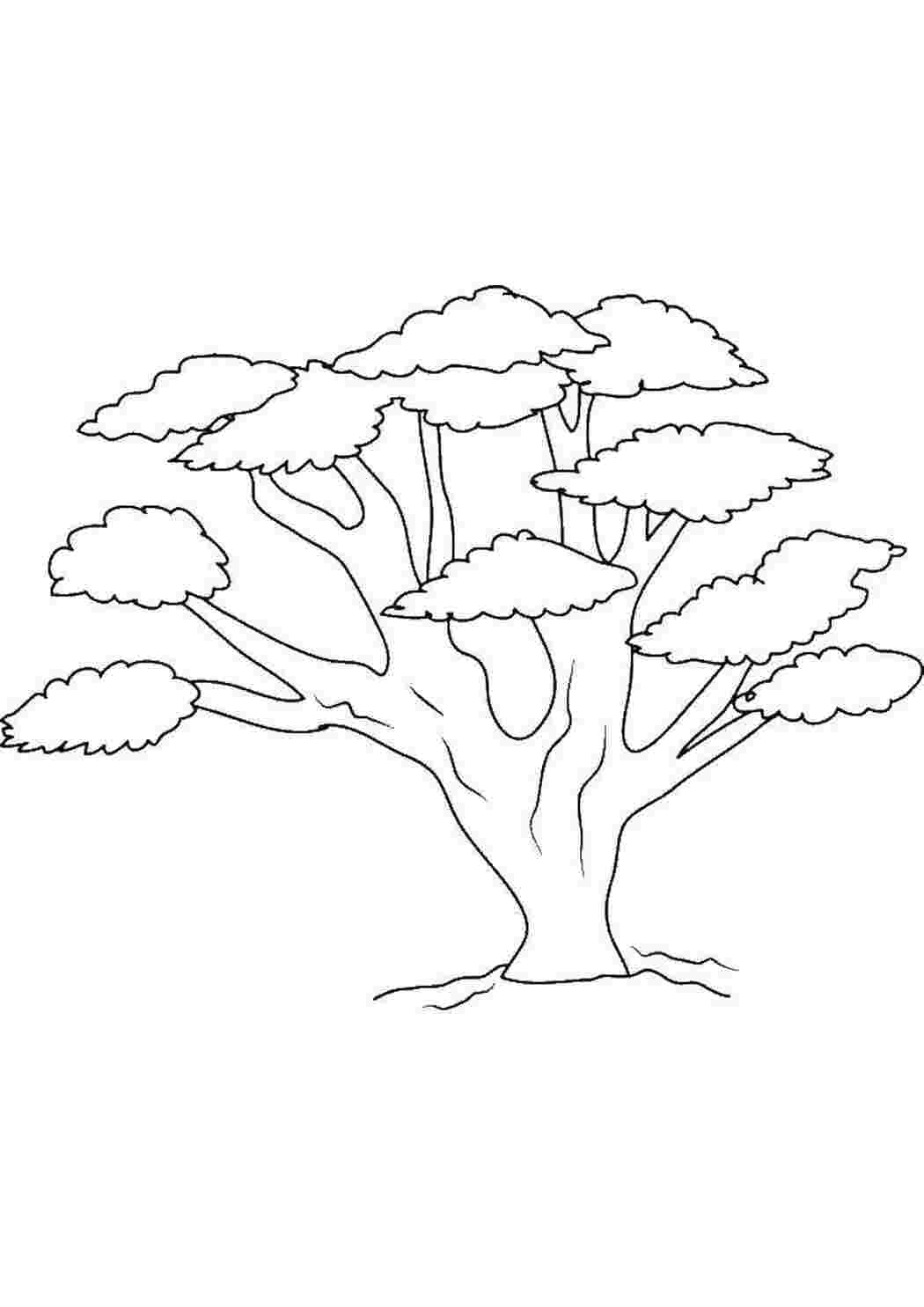 Дерево контурный рисунок